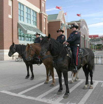 Royal Canadian Mounted Police use Breakaway Stirrups for horse safety in Calgary
